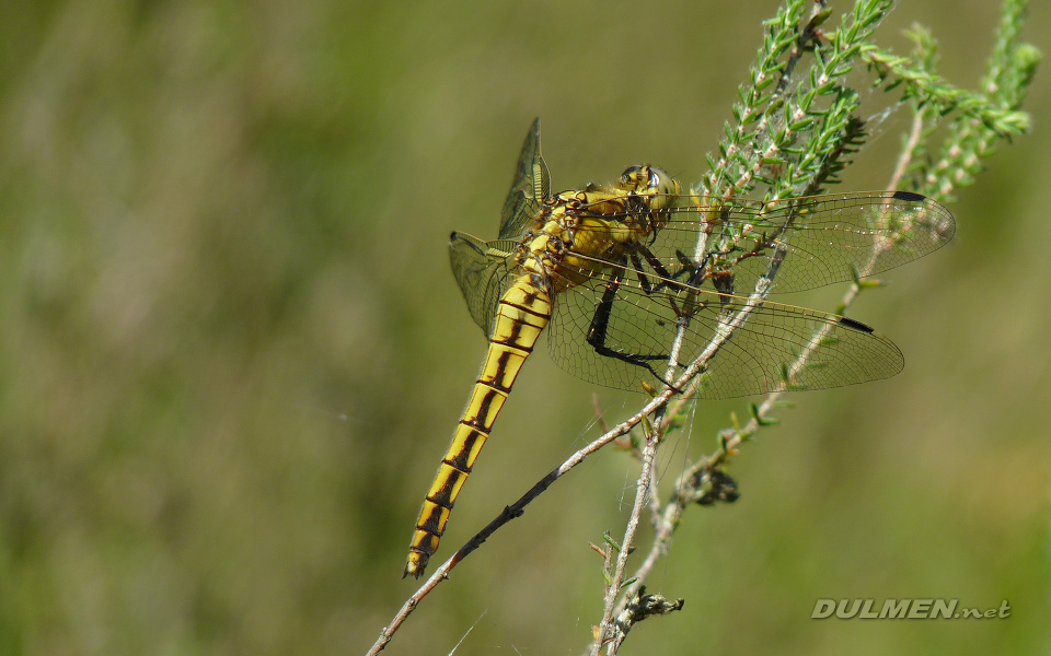 Black-tailed Skimmer (Female, Orthetrum cancellatum)